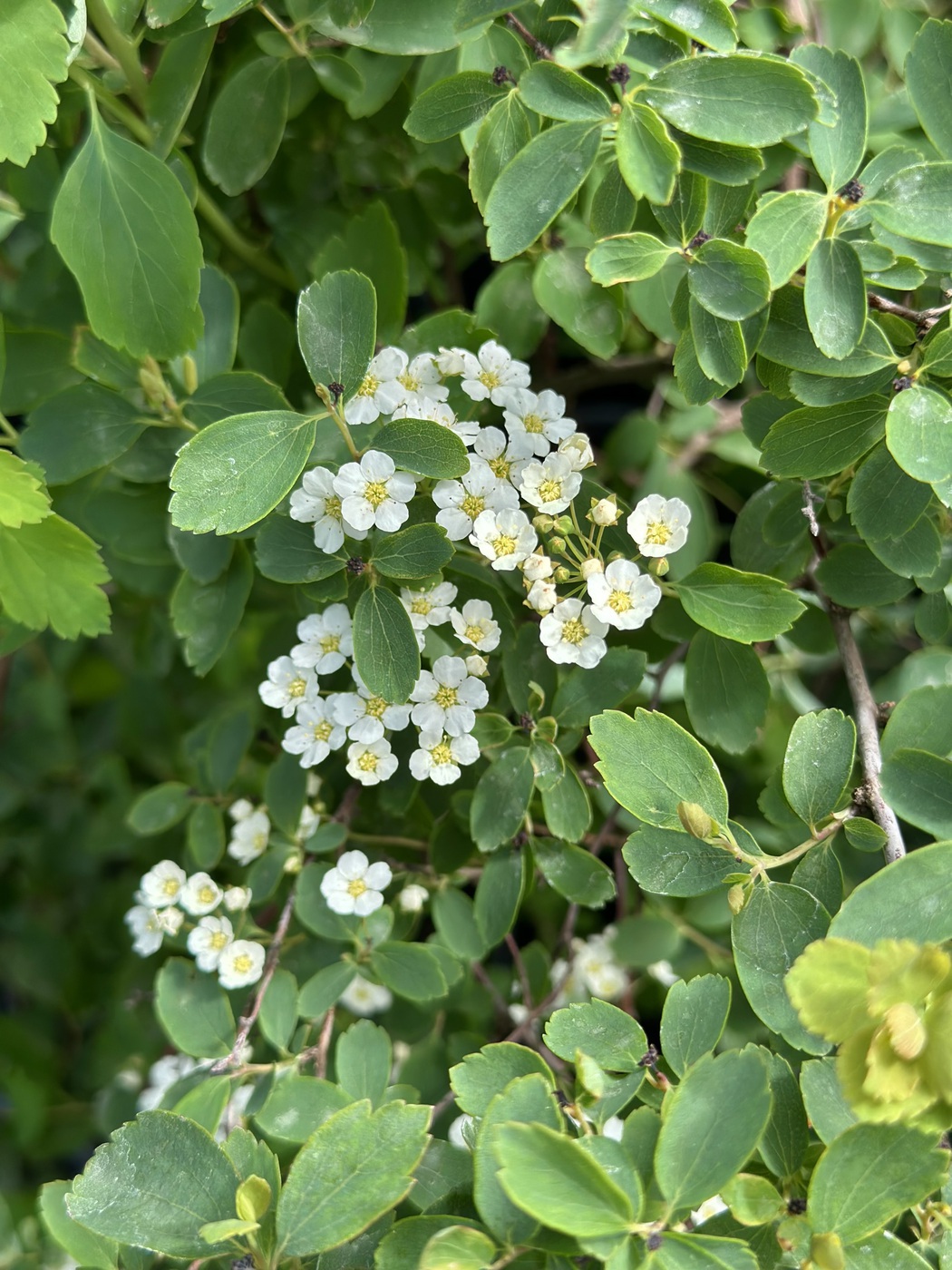 Вангутта спирея