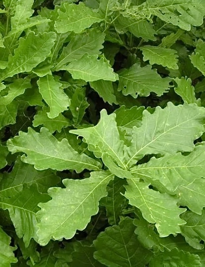 Монгольский