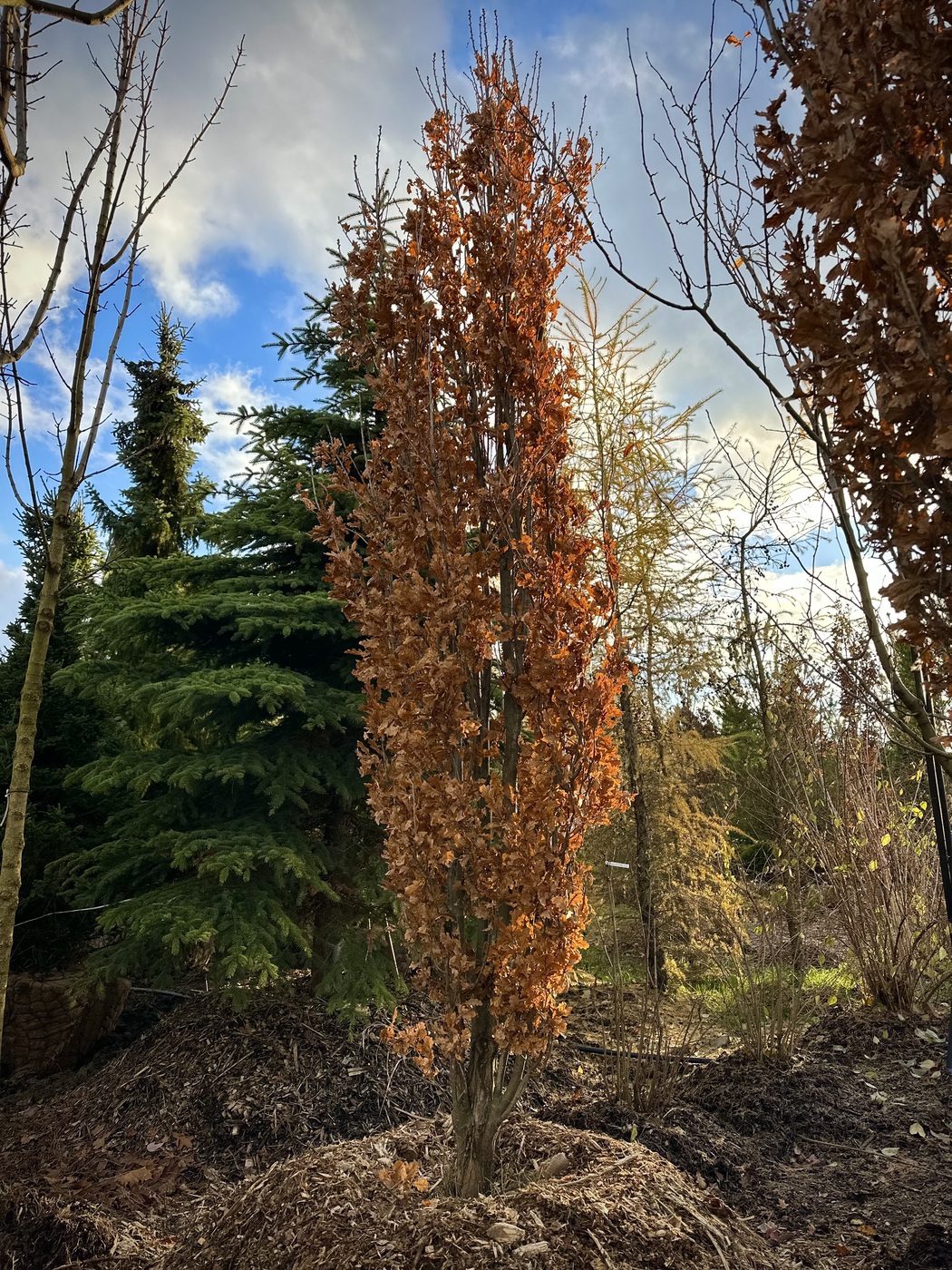 Фастигиата Костер