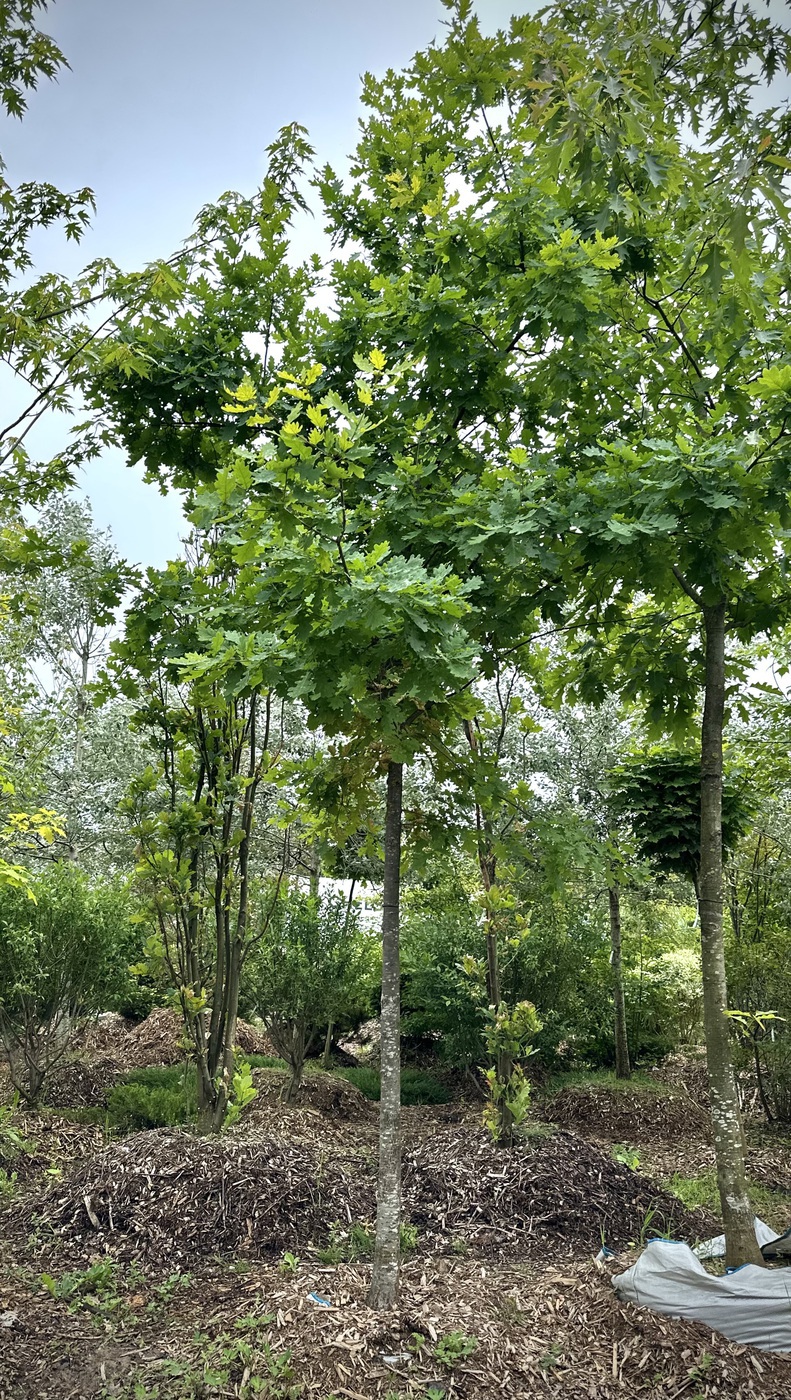 Черешчатый