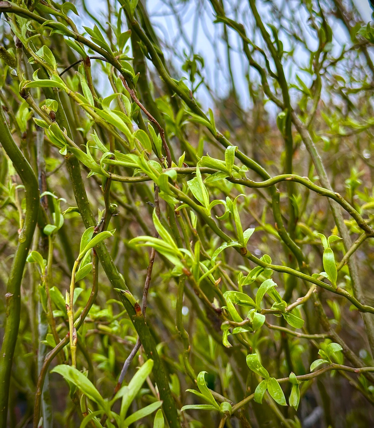 Ива Свердловская Извилистая
