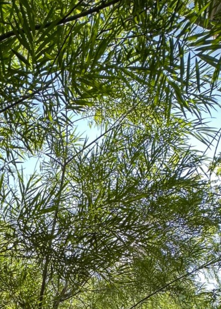 Ива Шверина Улучшенная