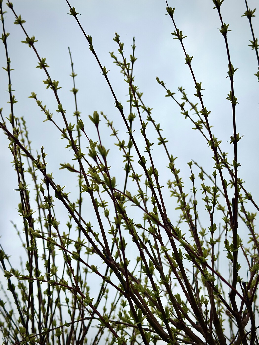 Ива Хакуро Нишики