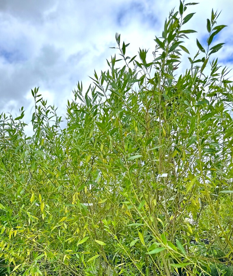 Ива Памяти Бажова