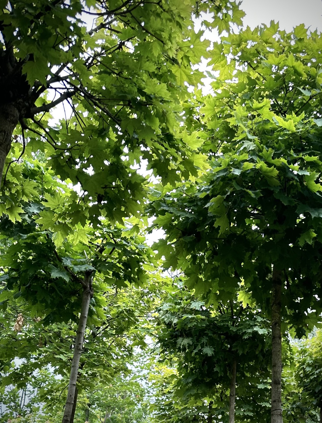 Клен остролистный