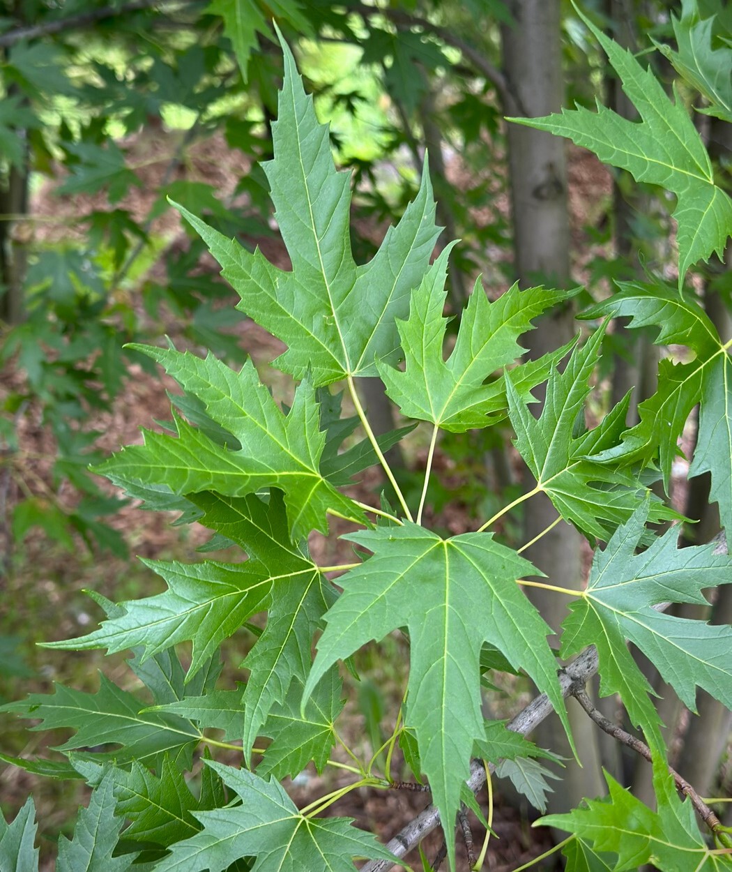 Клен сахаристый