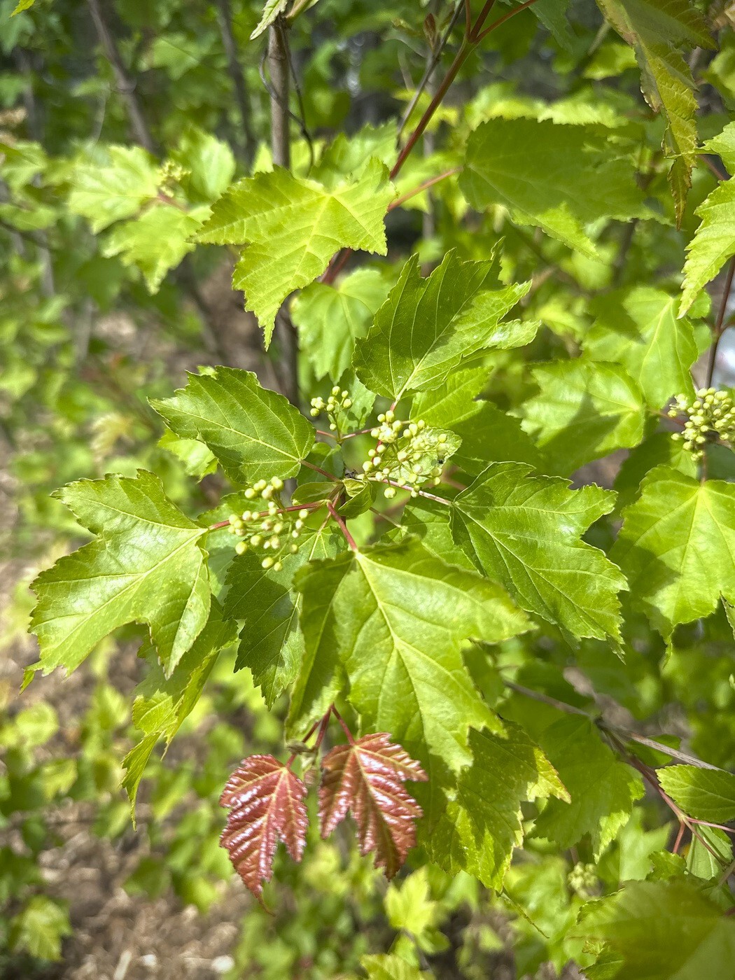 Клен Гиннала