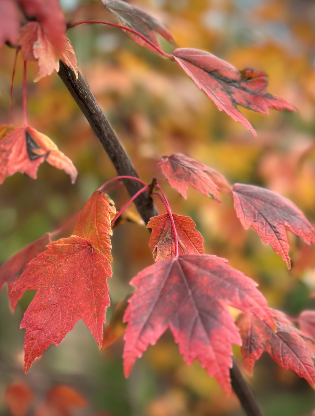 Клен красный