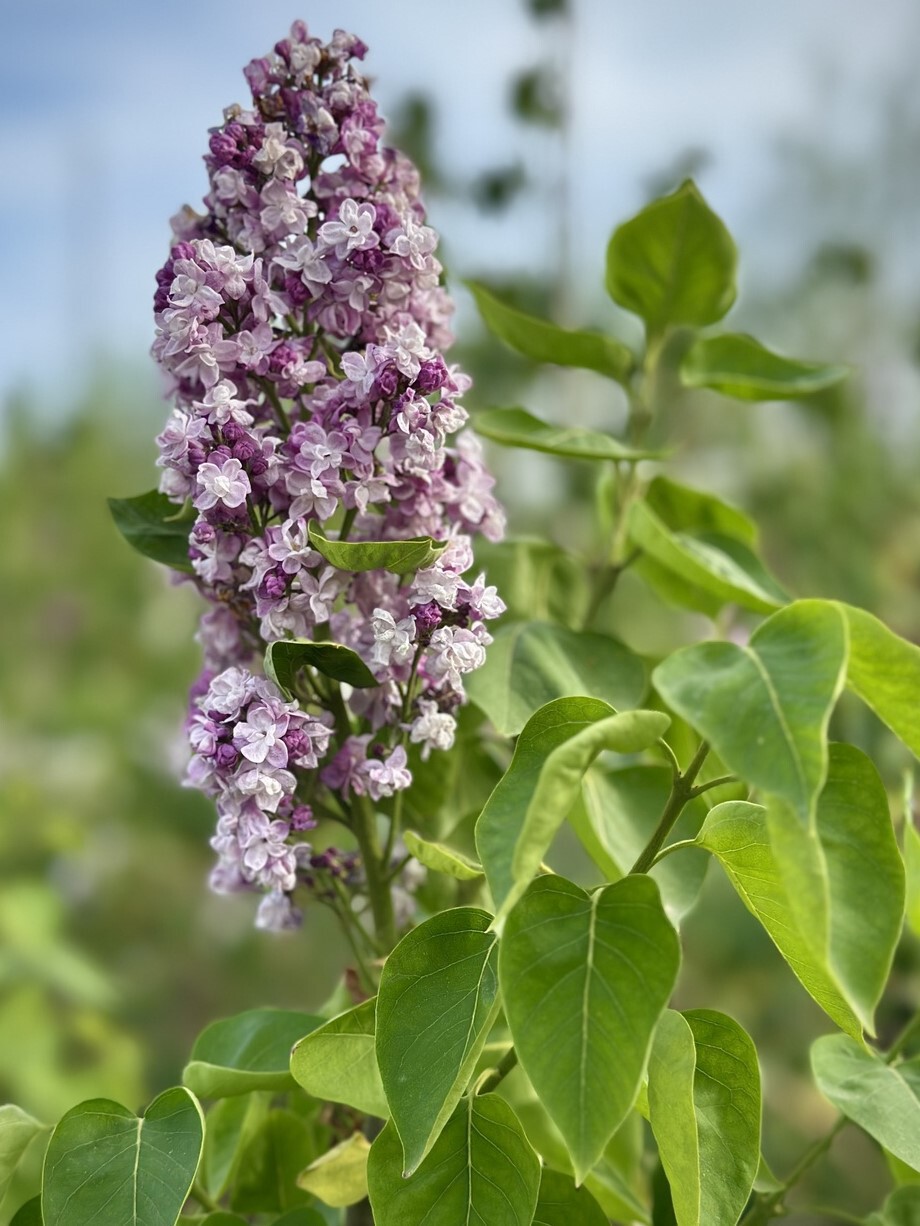 Катерина Хавемейер