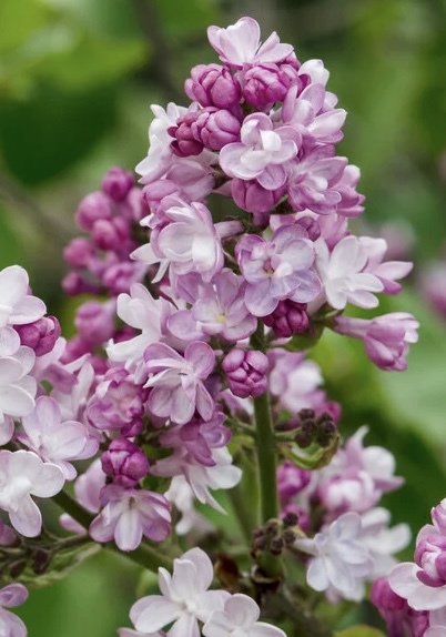 Бель Де Нэнси