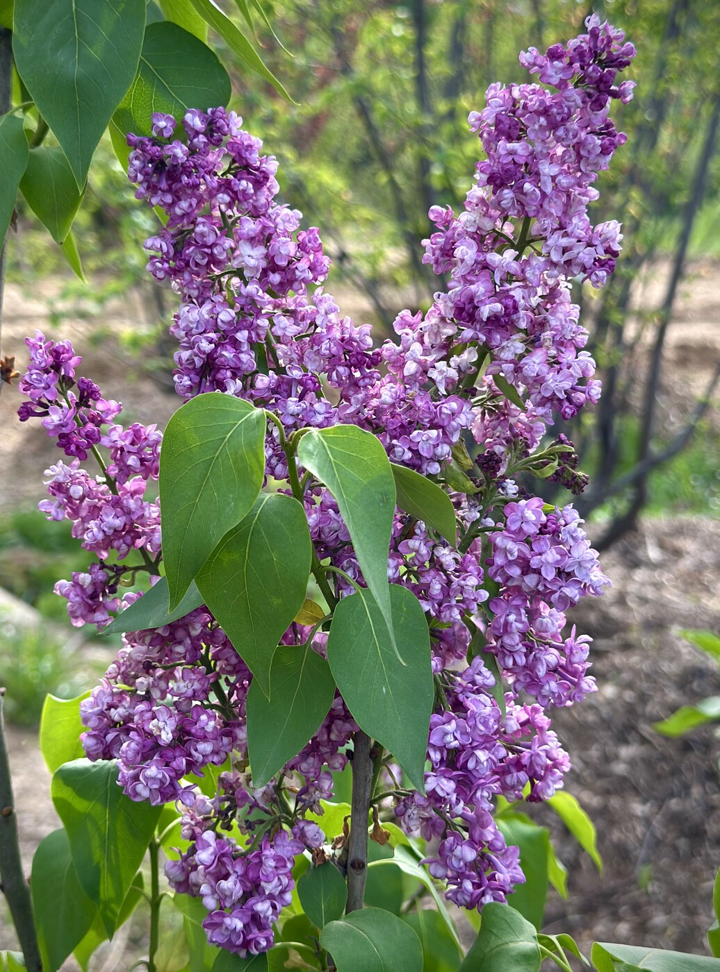 Леонид Колесников
