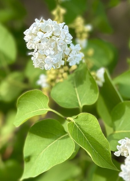 Мисс Элен Вилмот