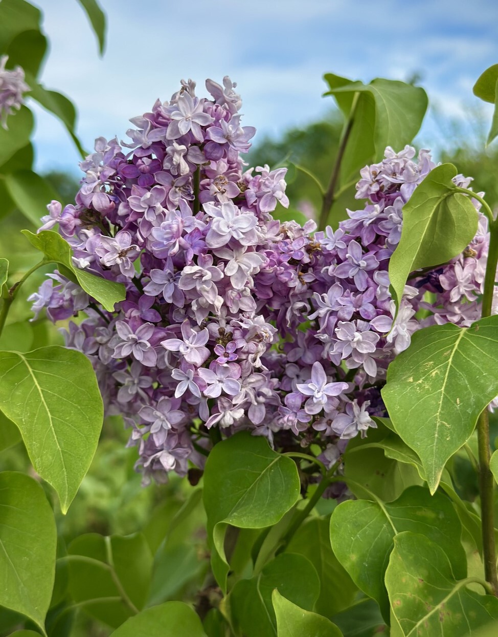 Русская Песня