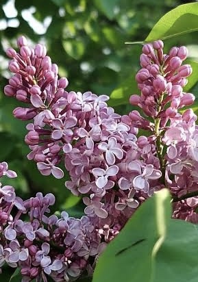 Венгерская