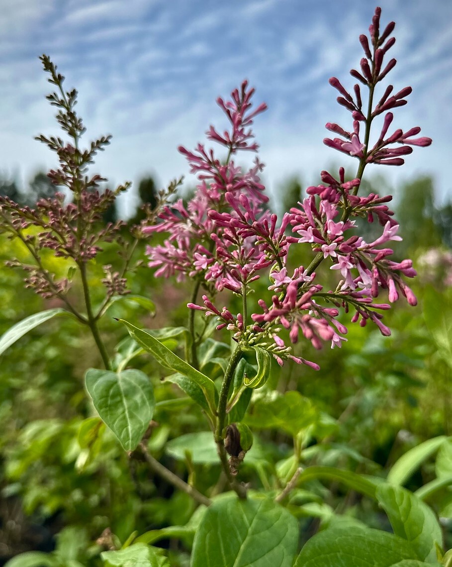 Персидская