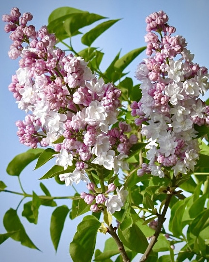 Красавица Москвы