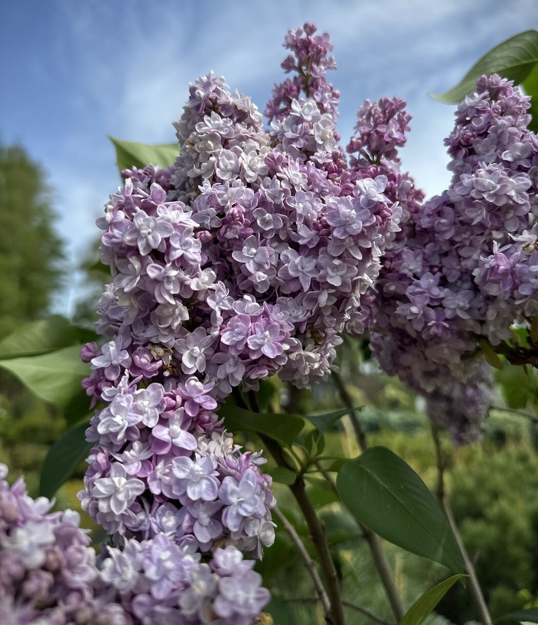 Мишель Бюхнер