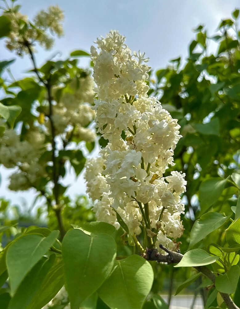 Мадам Лемуан