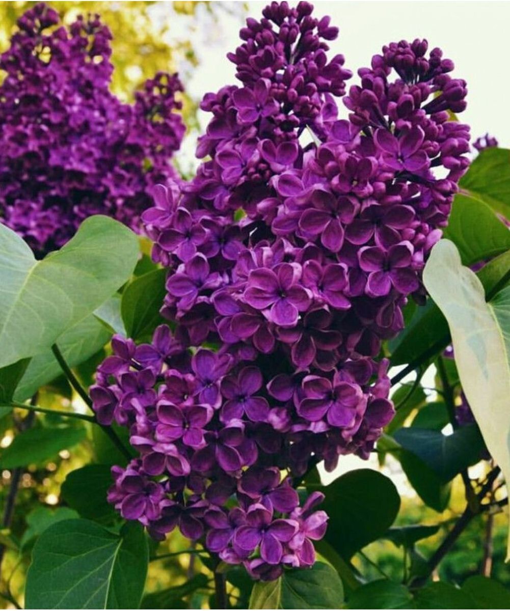 Памяти Людвига Шпета