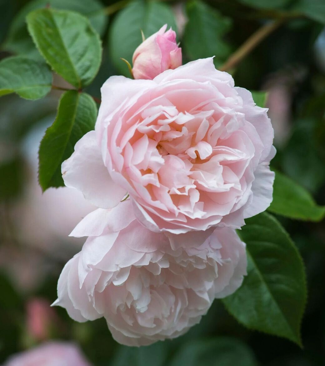 Английская