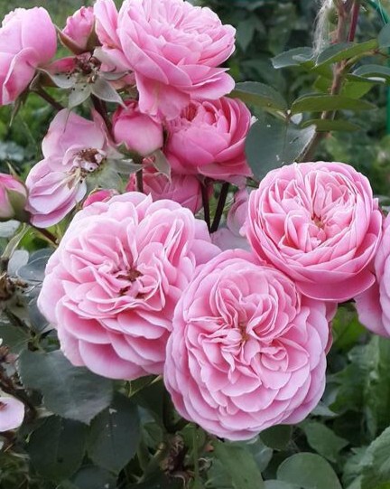 Флорибунда