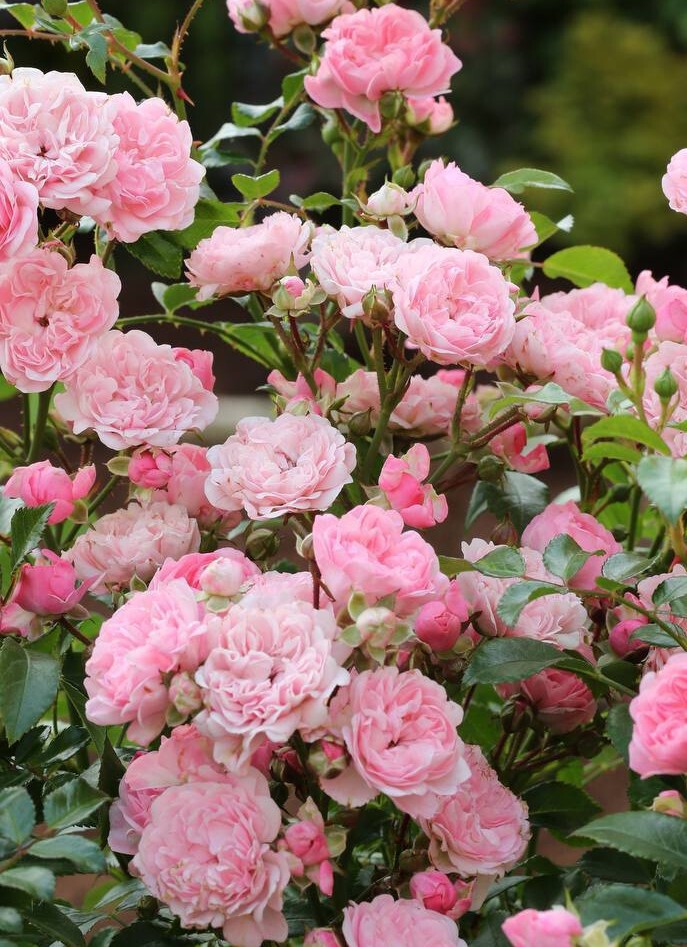 Почвопокровная