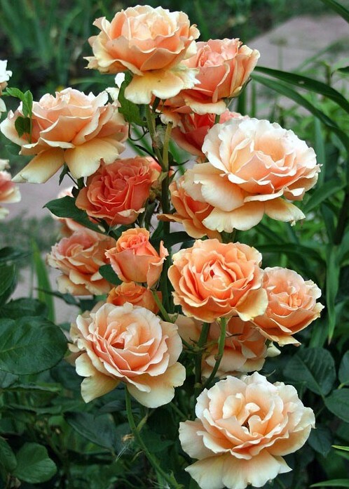 Чайно-гибридная