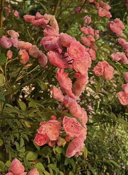 Мускусный гибрид