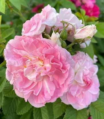 Канадская/Парковая