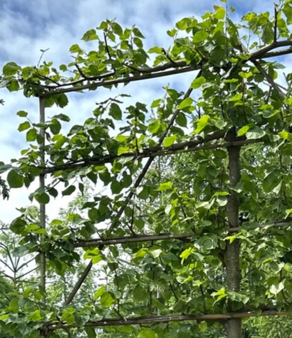 Липа Паллида