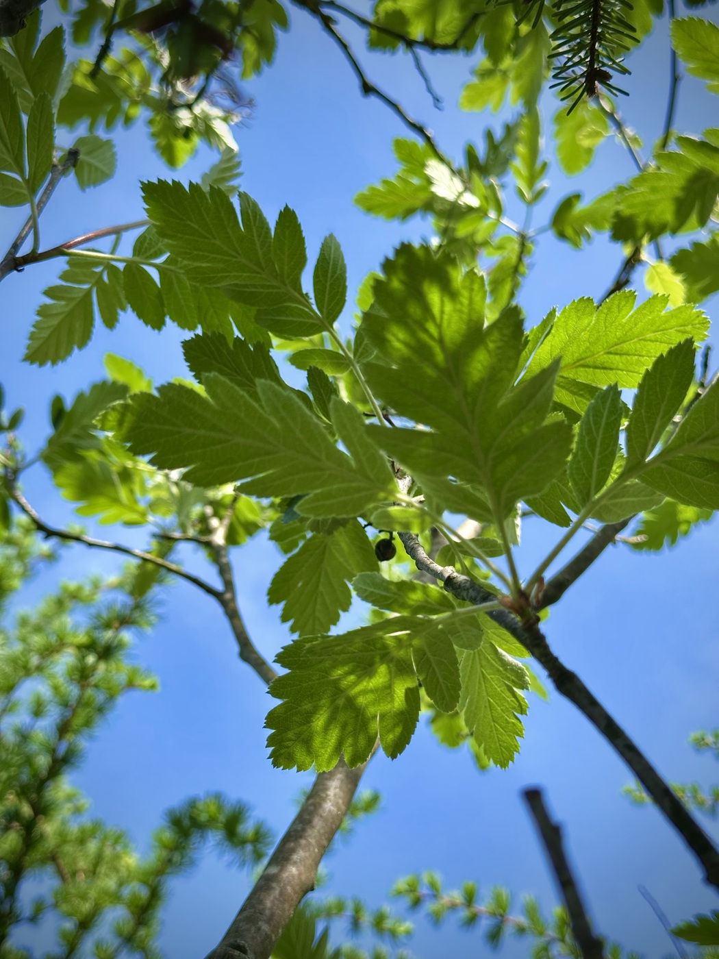 Промежуточная