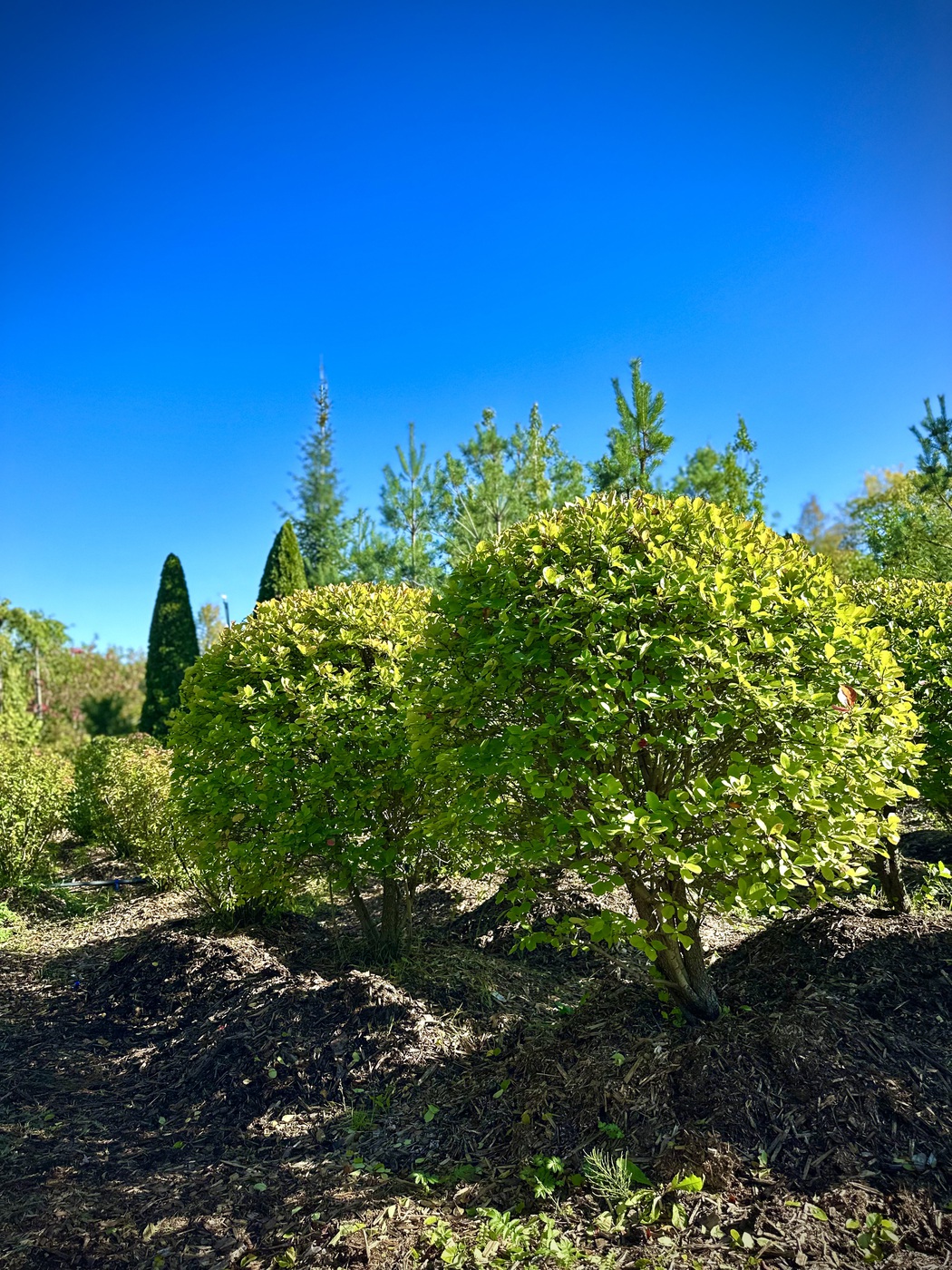 Лиственные стрижка