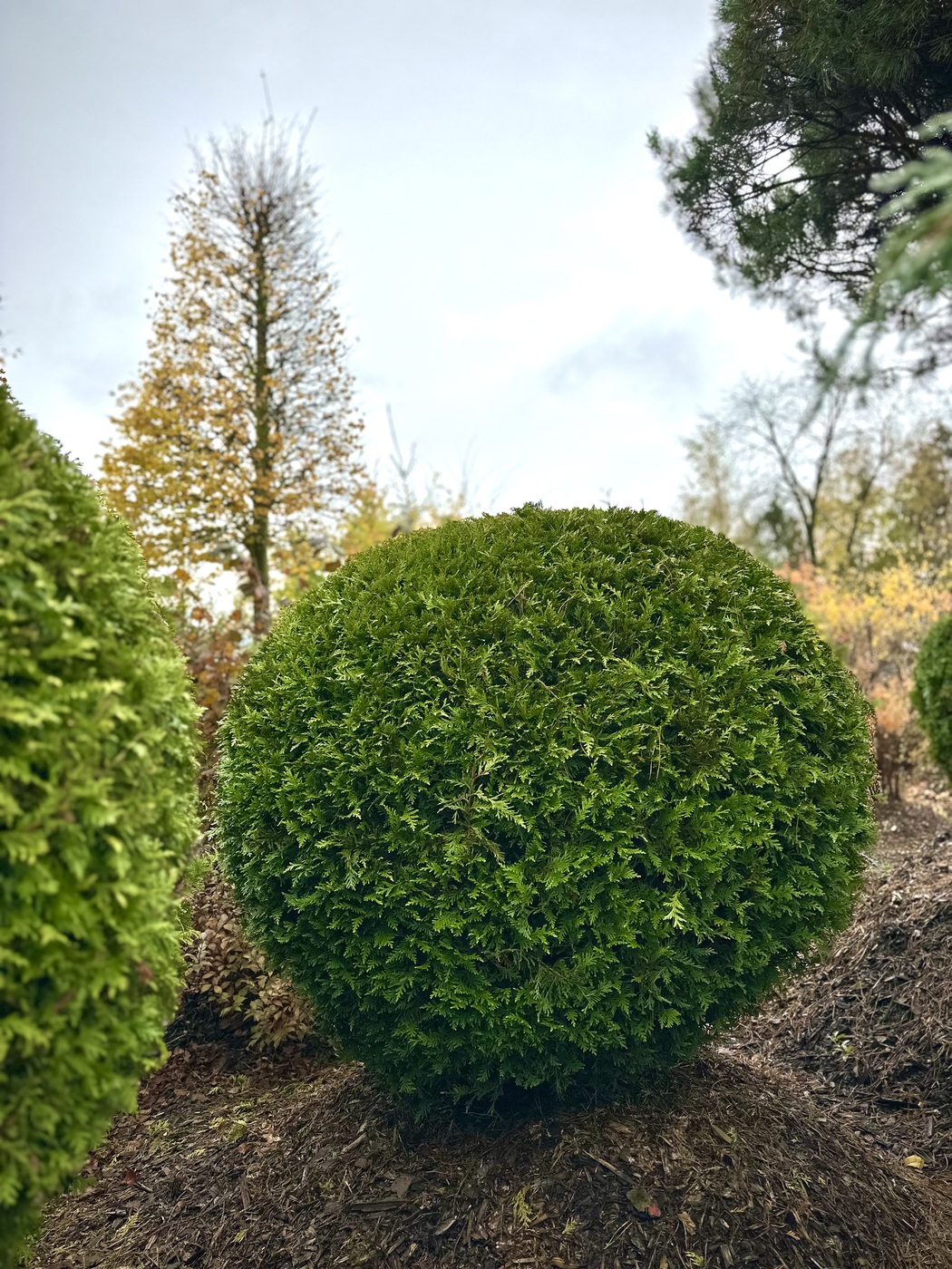 Хвойные стрижка