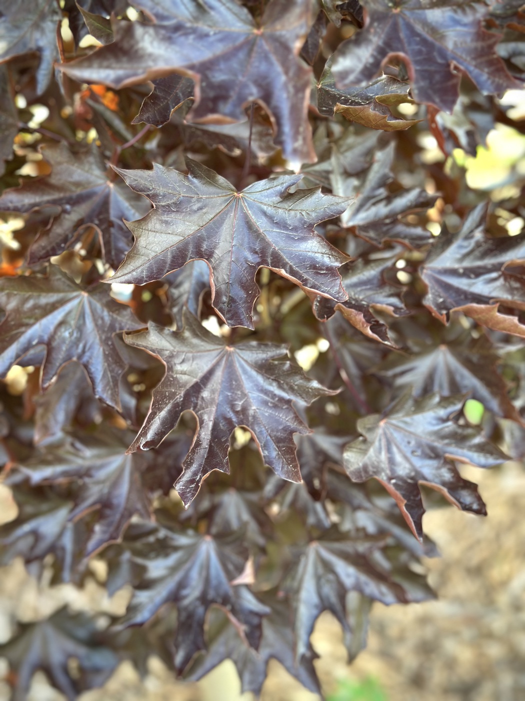 Клен Кримсон Сентри