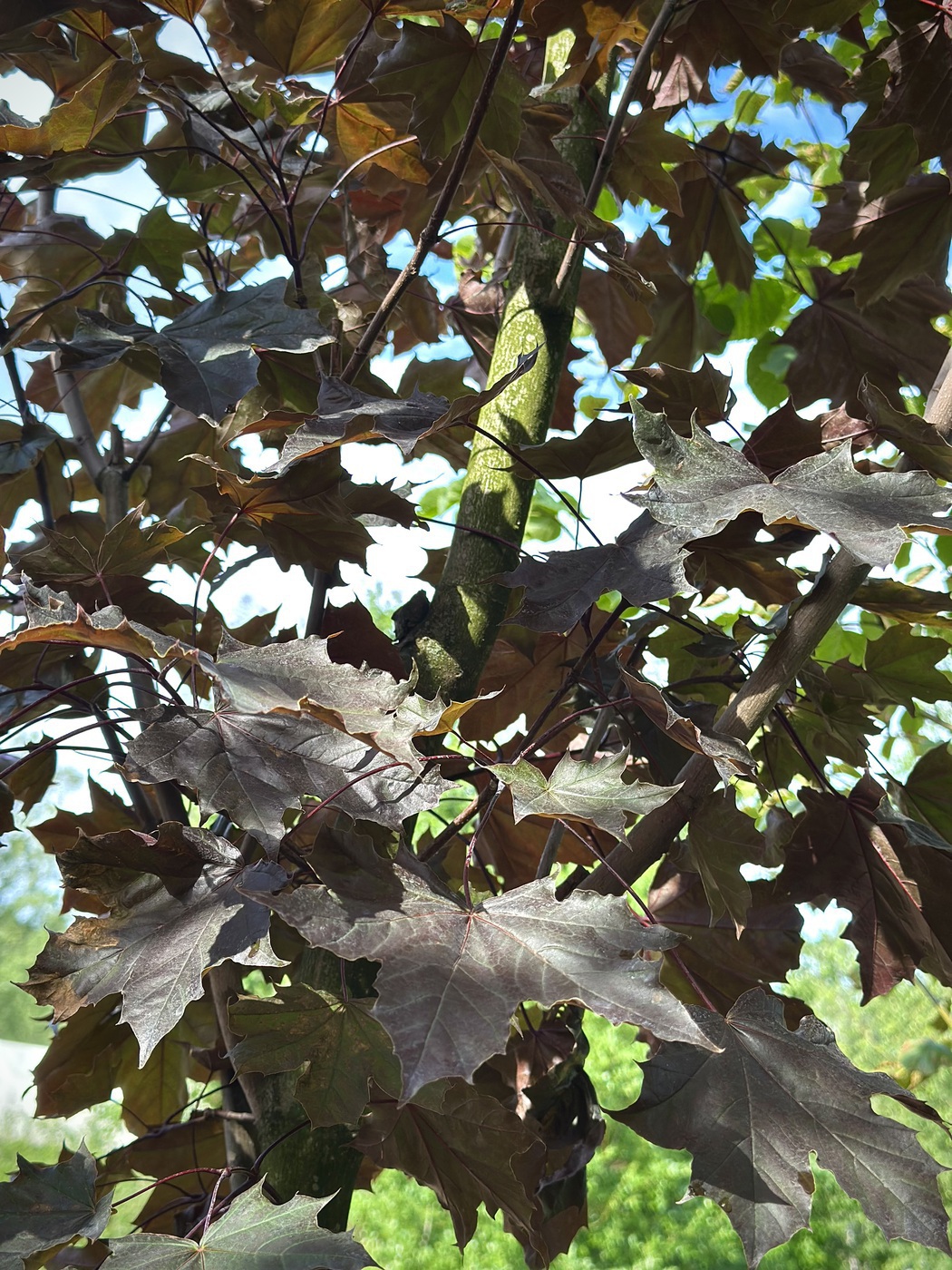 Клен Роял Ред