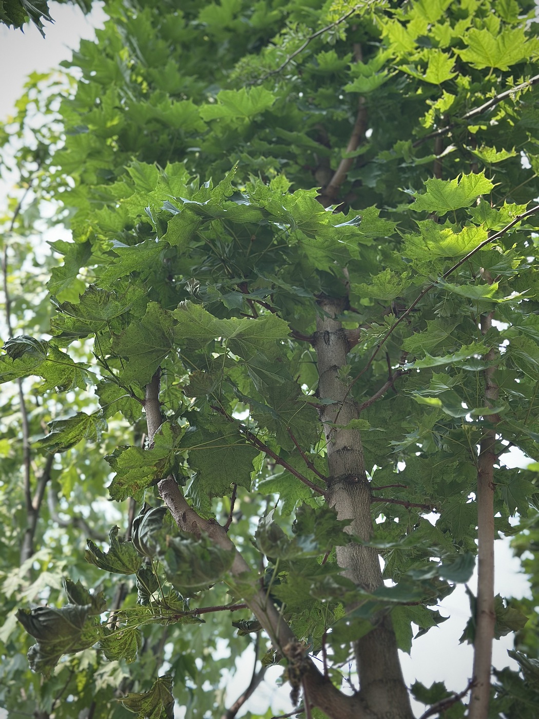 Клен Колумнаре