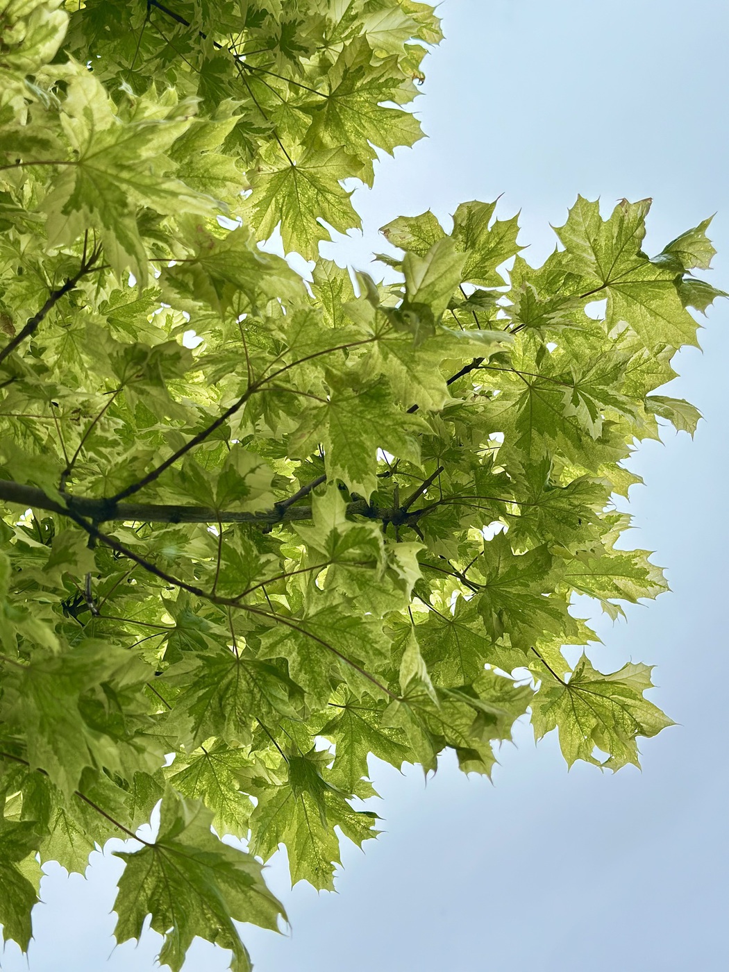 Клен Друммонди