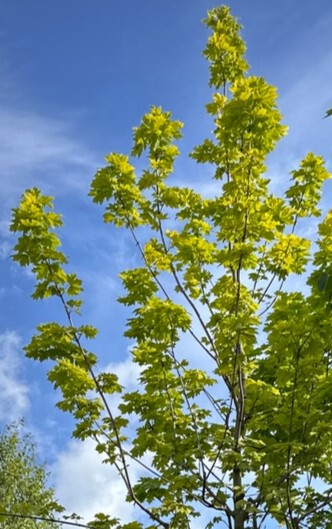 Клен Принстон Голд