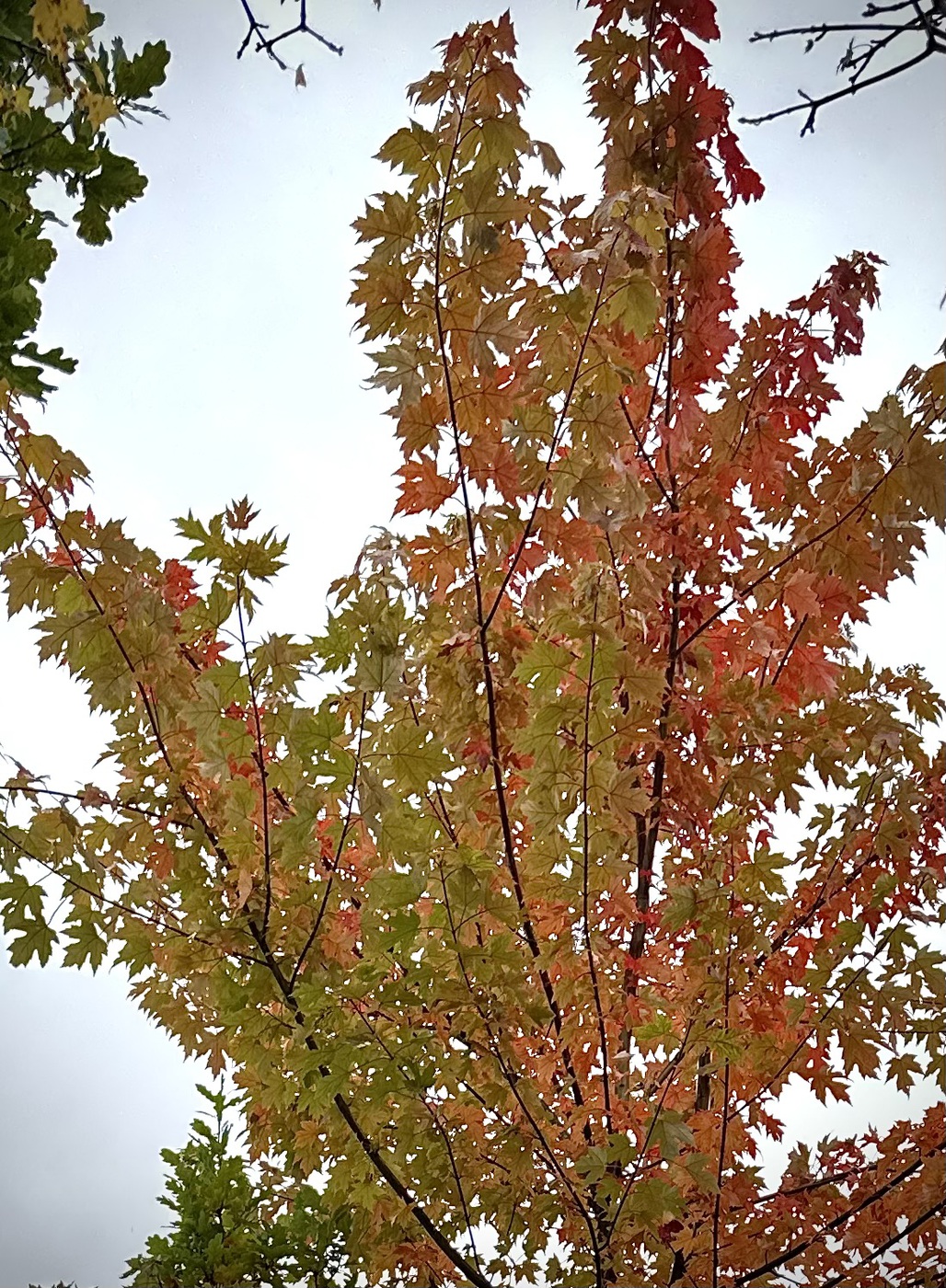 Клен Отом Флэйм