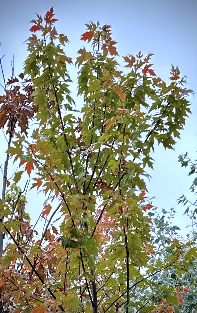 Клен Октобер Глори