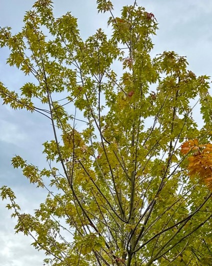 Клен Фримана