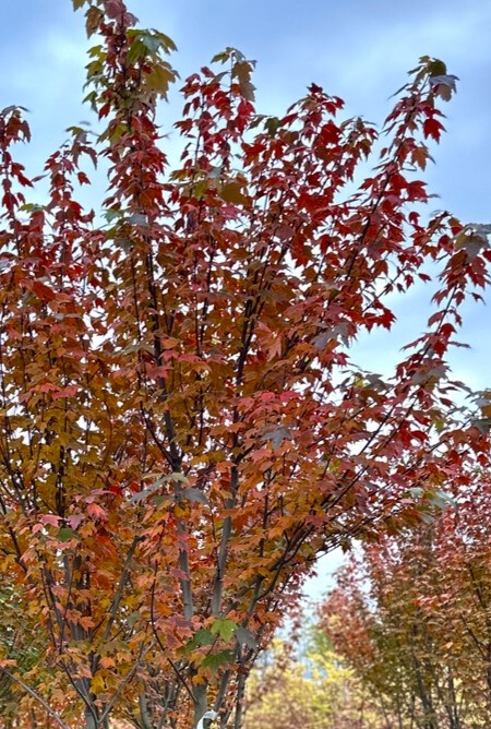 Клен Сан Валлей