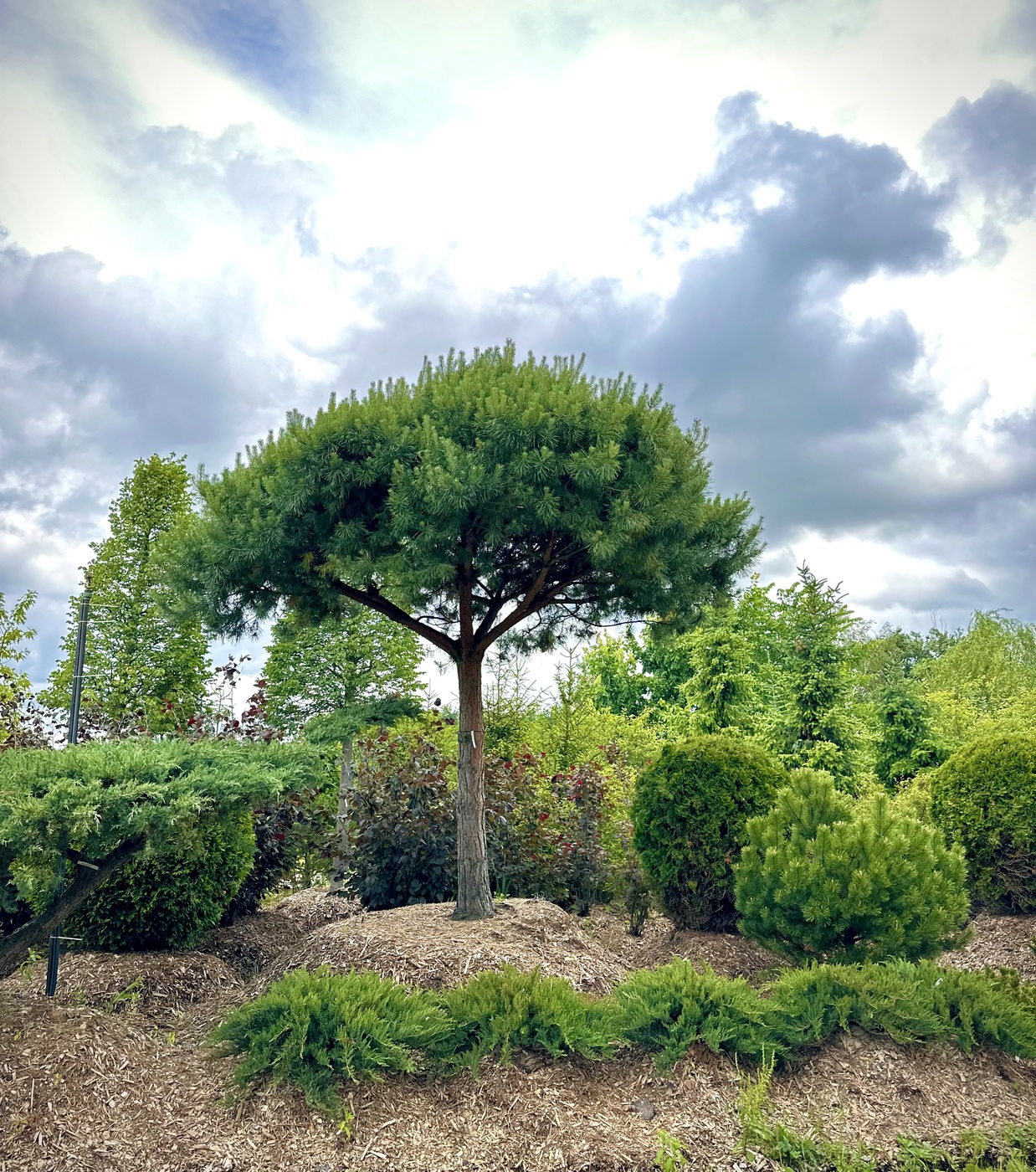 Хвойные деревья и кустарники