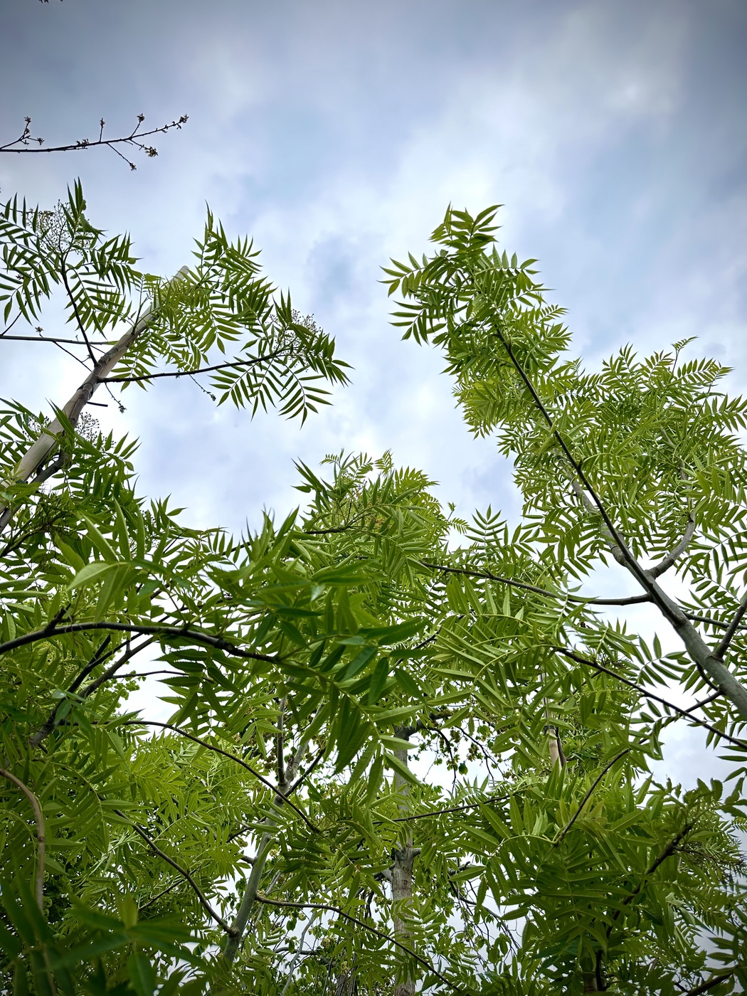 Лиственные деревья и кустарники