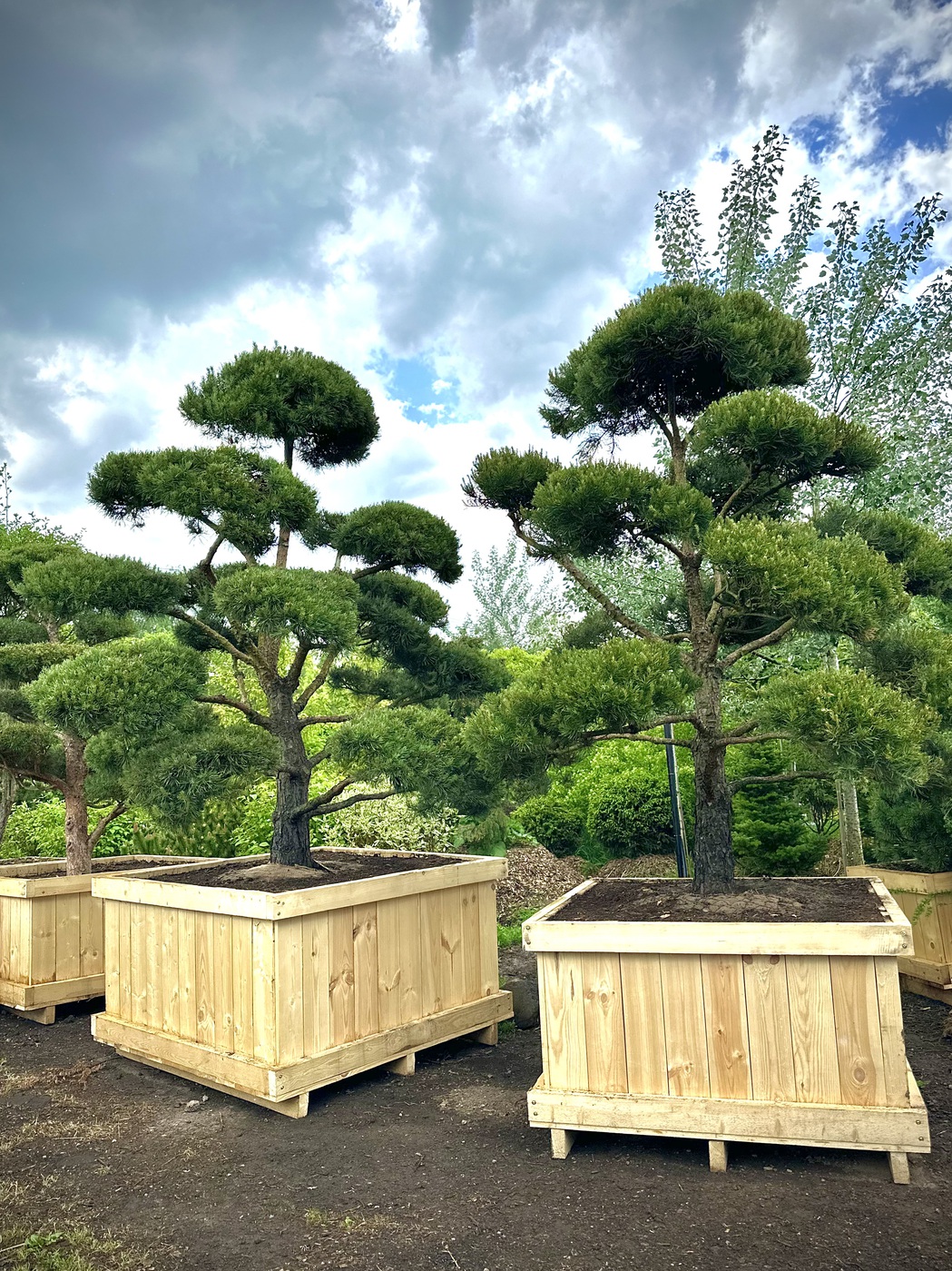 Стриженые формы. Садовый бонсай