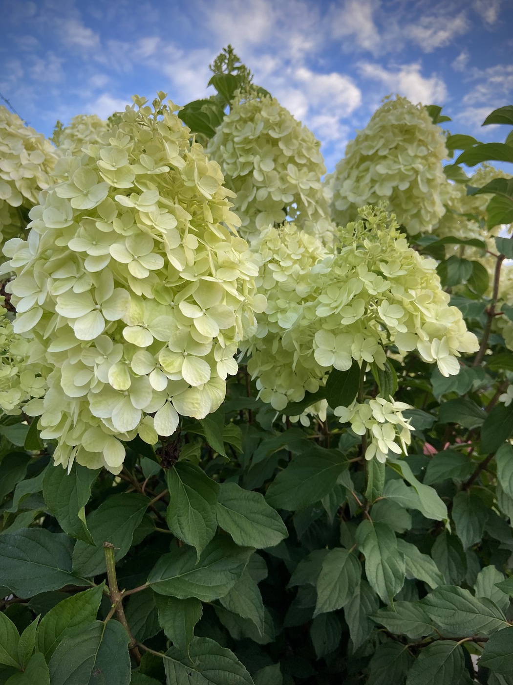 Полярный медведь