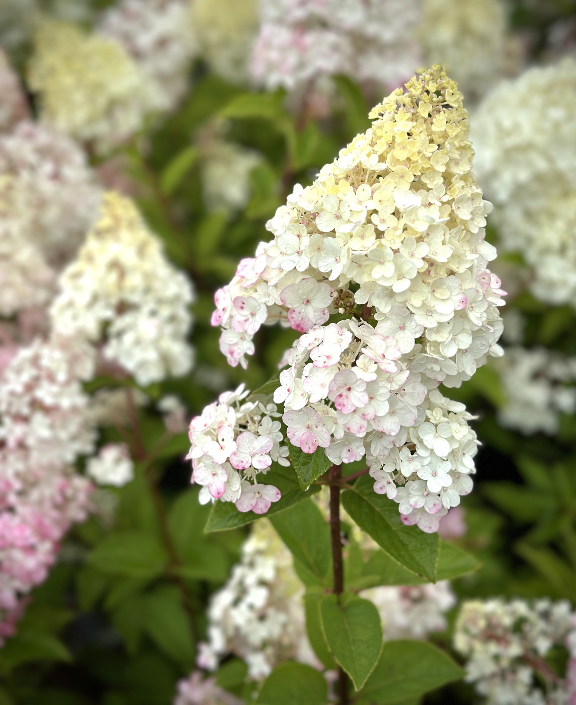 Ванилла Фрайз