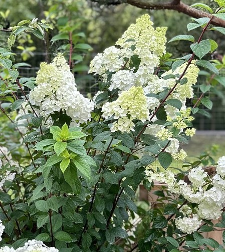 Сандей Фрайз