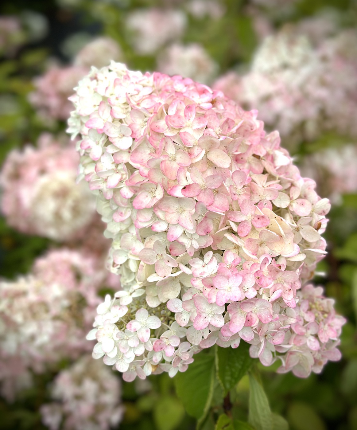 Грандифлора