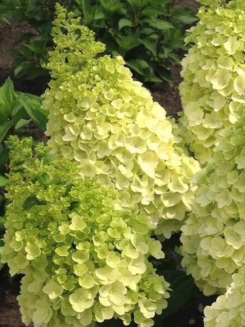 Мэджикал Мунлайт